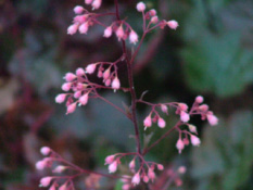 Heuchera 'Rachel'Purperklokje bestellen